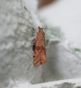 Barred Marble (Celypha striana)