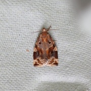 Variegated Golden Tortrix (Archips xylosteana)