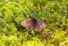Dewy Ringlet (Erebia pandrose)