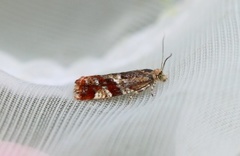 Willow Tortrix (Epinotia cruciana)