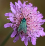 Forester (Adscita statices)
