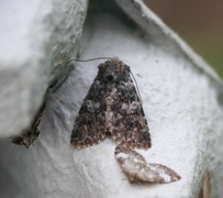 The Grey (Hadena caesia)