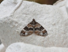 Barred Carpet (Martania taeniata)