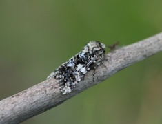 Hvitflekknellikfly (Hadena confusa)