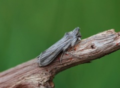 Lyst hettefly (Cucullia umbratica)