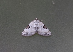Pretty Pinion (Perizoma blandiata)