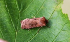 Kobberfly (Chersotis cuprea)