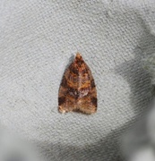 Brown-barred Tortrix (Epagoge grotiana)