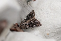 Brunt nellikfly (Hadena perplexa)