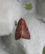 Teglrødt engfly (Apamea lateritia)