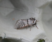 Sallow Kitten (Furcula furcula)