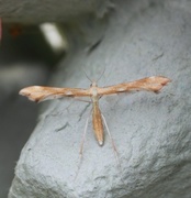 Ryllikfjærmøll (Gillmeria pallidactyla)