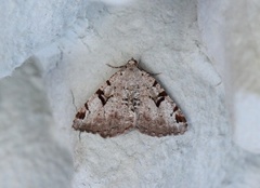 The V-Moth (Macaria wauaria)