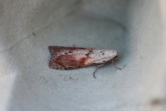 Bee Moth (Aphomia sociella)
