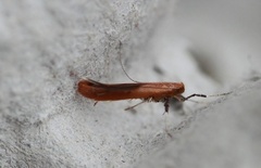 Caloptilia rufipennella