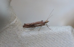 White-shouldered Smudge (Ypsolopha parenthesella)