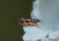 Diamond-back Marble (Eudemis profundana)