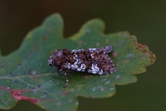 Flekkfly (Crypsedra gemmea)