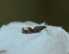White-blotch Bell (Epinotia trigonella)