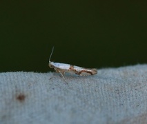 Argyresthia ivella