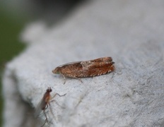 Nut Bud Moth (Epinotia tenerana)