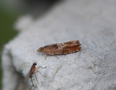 Orekveldvikler (Epinotia tenerana)