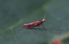 Variable Smudge (Ypsolopha ustella)