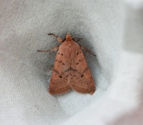 Yellow-line Quaker (Agrochola macilenta)