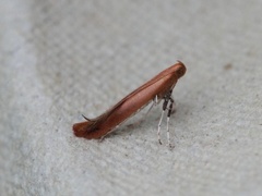 Caloptilia rufipennella