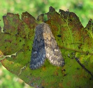 Brindled Ochre (Dasypolia templi)