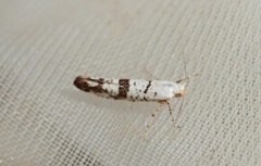 Argyresthia curvella