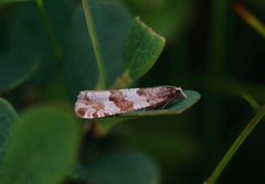 Grå kvistvikler (Gypsonoma nitidulana)