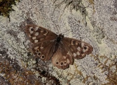 Speckled Wood (Pararge aegeria)