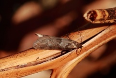 Winter Shade (Tortricodes alternella)