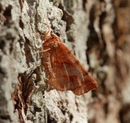 Early Thorn (Selenia dentaria)