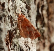 Blek månemåler (Selenia dentaria)