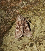 Early Grey (Xylocampa areola)