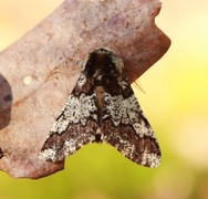 Eikelurvemåler (Biston strataria)