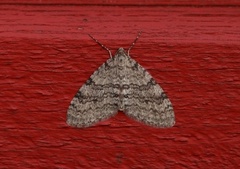 Early Tooth-striped (Trichopteryx carpinata)