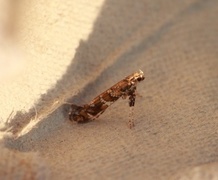 Lilac Leafminer (Gracillaria syringella)