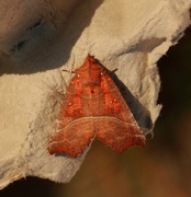 Flikfly (Scoliopteryx libatrix)