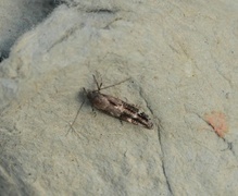 Kentish Cosmet (Mompha sturnipennella)