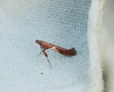 Caloptilia stigmatella