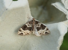 Geitramsdråpemåler (Ecliptopera silaceata)