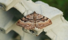 Scarce Tissue (Rheumaptera cervinalis)