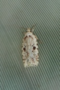 Agonopterix arenella