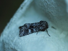Glaucous Shears (Papestra biren)