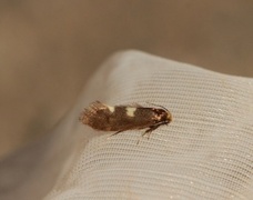 Pale Feathered Bright (Incurvaria pectinea)