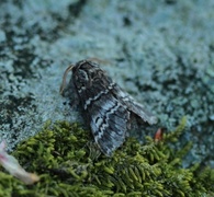 Lys eiketannspinner (Drymonia ruficornis)