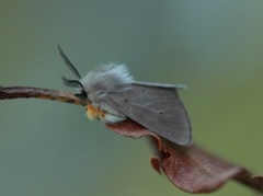 Muslin Moth (Diaphora mendica)